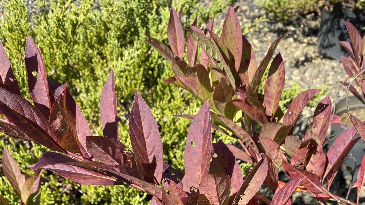 Itea Henry's Garnet.jpg